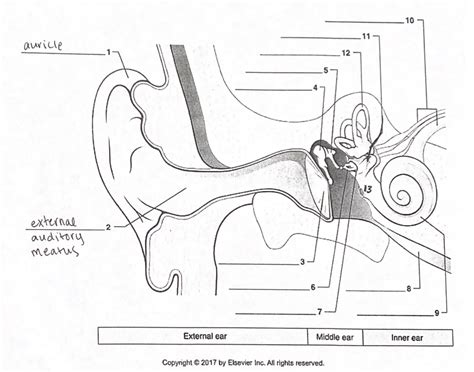 Ear Anatomy Photo Diagram Quizlet