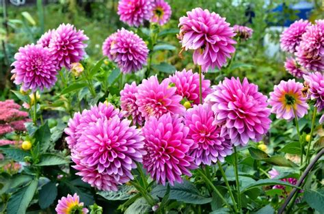 What To Plant With Dahlias The Perfect Companion Plants The