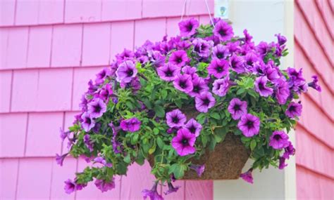 Here are the best plants for hanging baskets and stop kneeling to maintain them. Hanging Baskets | Masterpiece Flower Company | Commercial ...
