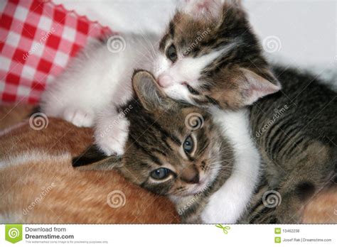 Two Cute Kittens Royalty Free Stock Photos Image 13462238