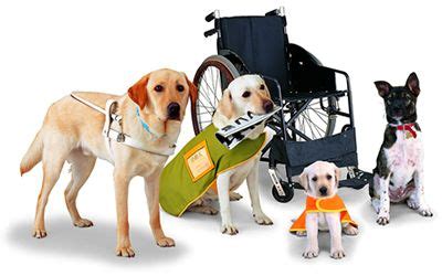 Pet shipping experts dedicated to moving your dog, cat or other pets in a safe and humane way. Dogs With Jobs | Wet Noses Blog