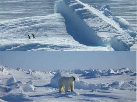 Diferencias Entre El Polo Norte Y El Polo Sur Hay Diferencia