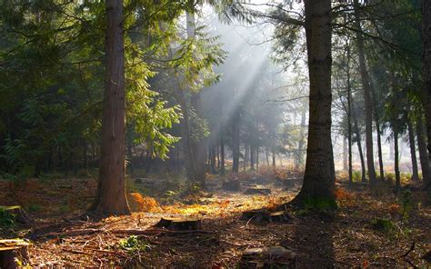 Lighted Light Bright Forest Sunshine Wallpapers In Forest Of Dean