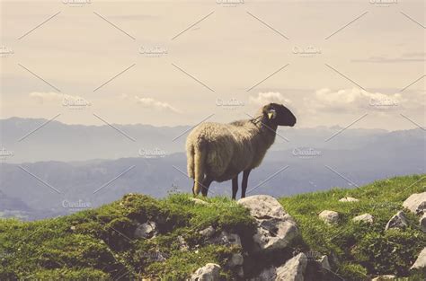Sheeps On The Meadow In The Hills Containing Green Grass And Mountain