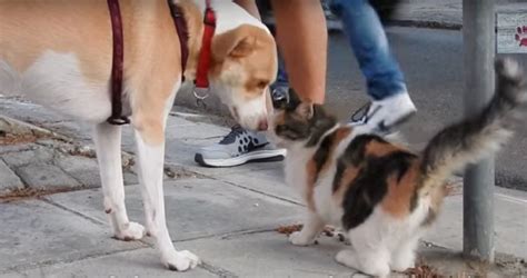 Rescue Dog Helps Feed 30 Stray Cats Every Day And Saves