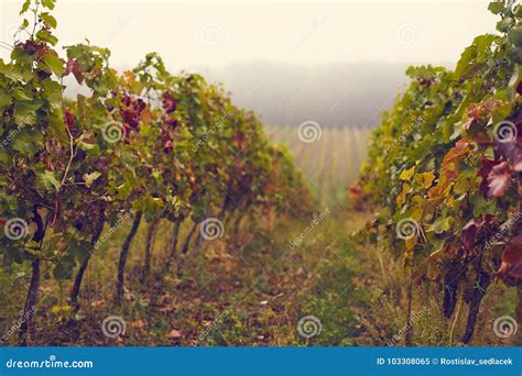 Autumn Colorful Vineyards With Fog Stock Image Image Of Field Fall