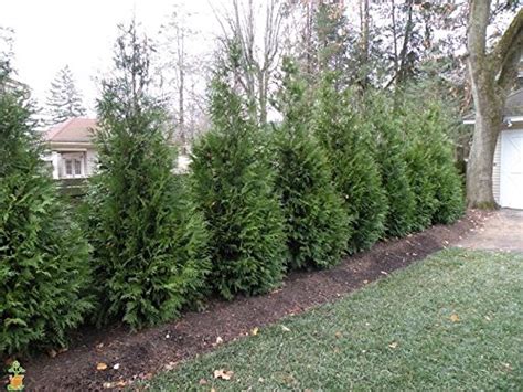 Thuja Green Giant 1 2ft Fast Growing Evergreen Privacy Trees