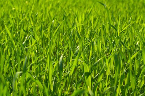 The Best Grass For Shaded Areas In Your Yard Essential Home And Garden