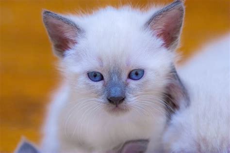 Siamese Cats For Sale Baltimore Md 288509 Petzlover