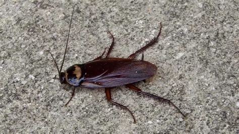 Cockroach Palmetto Bug Youtube