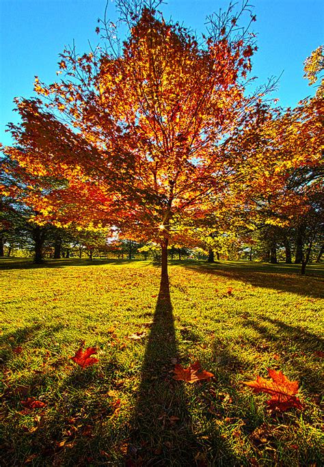 Three Leaves Down Photograph By Phil Koch Fine Art America