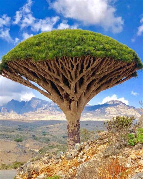Socotra Endemic Tree Species Dracaena Cinnabari Yemen Rpics