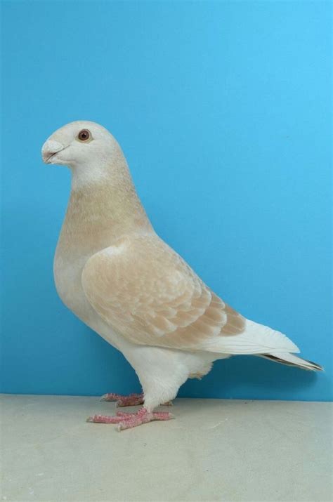 Show Racer Pigeon Pictures Pigeon Breeds Pigeons For Sale