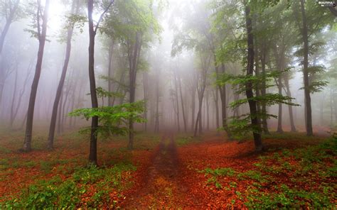 Viewes Path Fog Trees Forest Leaf Autumn Beautiful Views