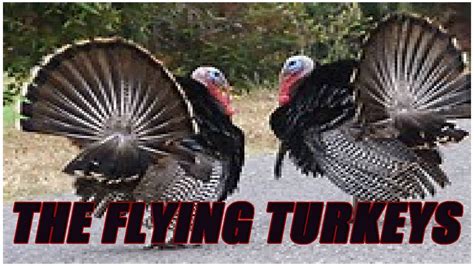 the flying turkeys youtube