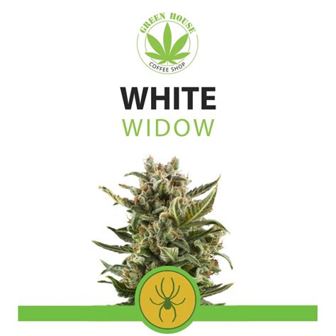 White Widow Cbd Fleur De Cannabidiol Légale Greenhouse Coffeeshop