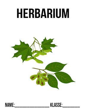 Hier gibt es eine vorlage zum anlegen eines herbarium zum schreibe zu jedem blatt, wo und wann du es gefunden hast! Herbarium Deckblatt | Deckblatt, Deckblatt schule ...