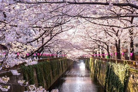 When To See Japans Cherry Blossoms This Spring Cherry Blossom Japan