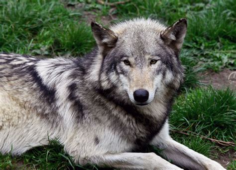 Yazhi Wolf Portland Oregon Zoo 6022 Copyc Canis L Flickr