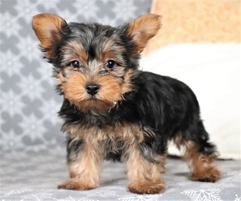 Buy Yorkshire Terrier Puppies For Sale In Delhi Ncr Dav Pet Lovers