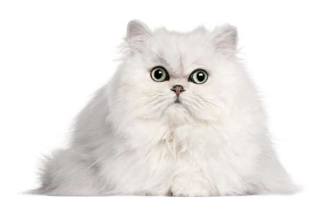 Persian Cat Breeders In New Jersey Kittens And Cats For Sale