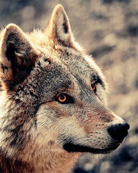 Choose from hundreds of free animals pictures. Pretty wolf It's awesome and it looks really cool ...