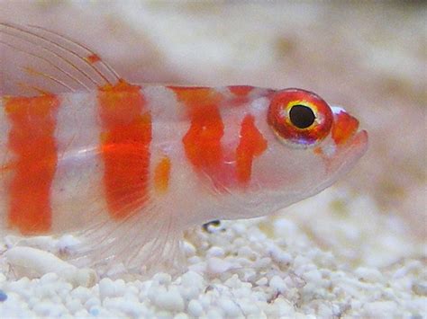 Candy Cane Pygmy Goby Trimma Cana Size Approx 2cm Super Flickr