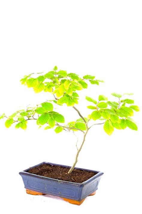 Beauty In Your Outdoor Space The Exquisite Beech Bonsai Uk
