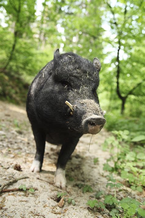 Wild Hog Hunting In Missouri Gone Outdoors Your Adventure Awaits