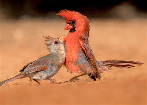 12 Fascinating Bird Behaviors From The 2019 Audubon Photography Awards