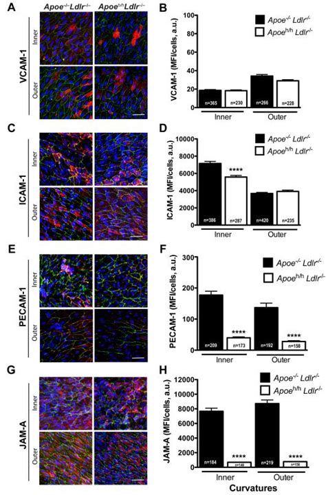 Apoe Suppresses Atherosclerosis By Reducing Lipid Accumulation In
