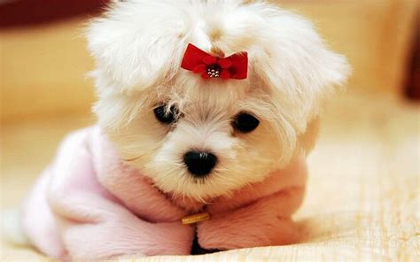 Fluffy Puppy Wallpapers Wallpaper Cave