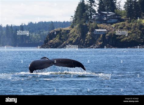 A Humpback Whale Sounds While Traveling South Of Seymour Narrows