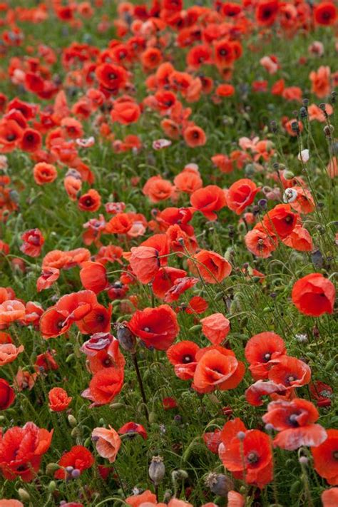 Sun series huge 5 in. 46 best Plants: Perrenials/Seeding Annuals. Zone 5-7 ...