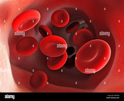 Blood Cells Inside Human Vein Stock Photo 83266831 Alamy