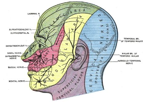 Cranial Nerve Anatomy Cranial Nerves Iowa Head And Neck Protocols