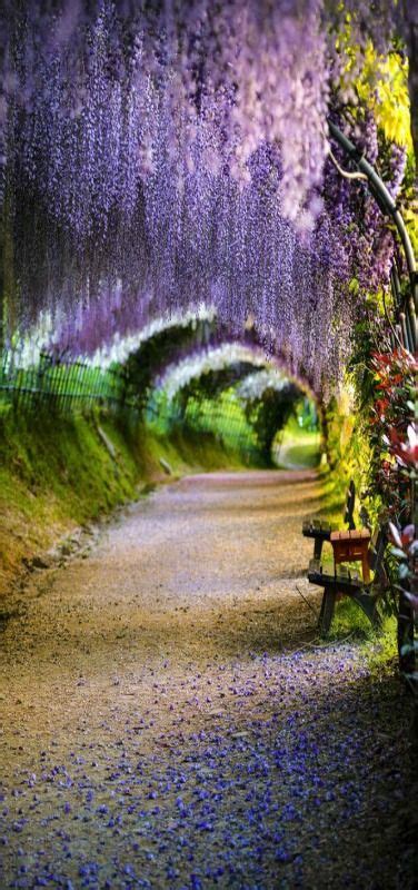 20 Beautiful Tree Tunnels You Should Visit Once In Lifetime The Wow Style