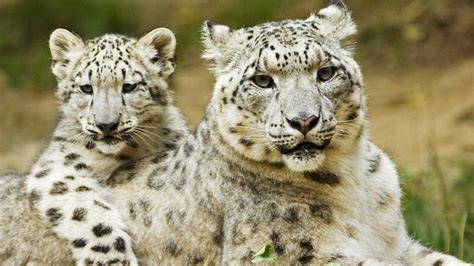 First Ever Videos Of Snow Leopard Mother And Cubs In Dens Jukani