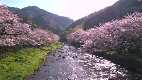 Cherry Blossoms At Matsuzaki Shizuoka Prefecture Japan Stock Video