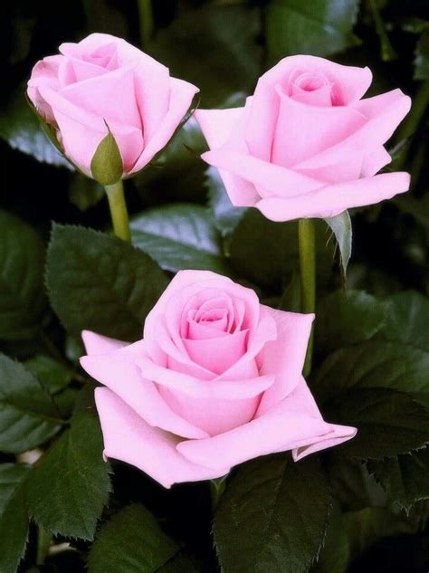 Imagenes De Rosas Bonitas Para Perfil Get Flower Pots
