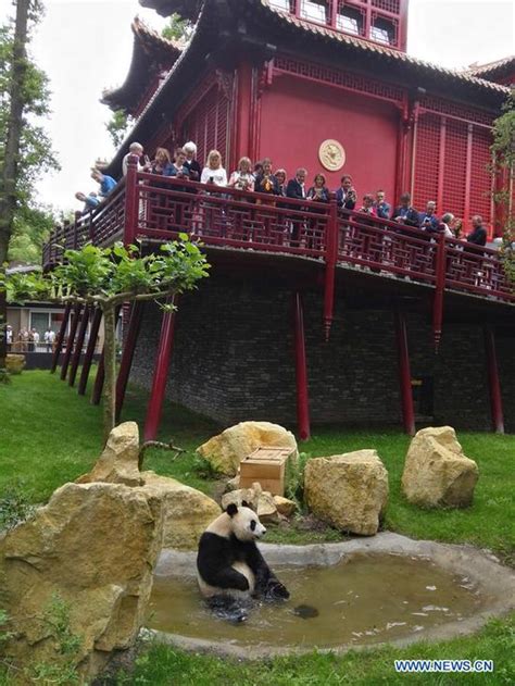 Two Giant Pandas Make Enchanting Debut At Dutch Zoo World News Sina