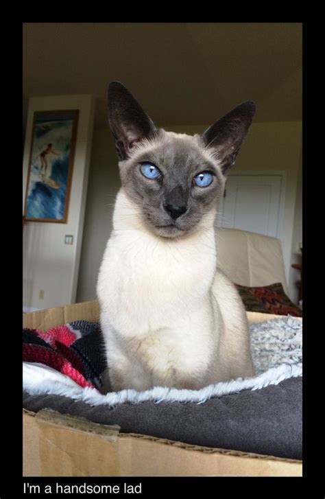 Balinese Cat For Adoption