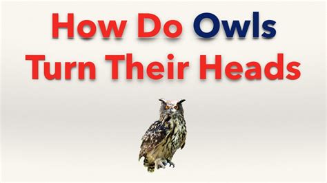 How Do Owls Turn Their Heads Youtube