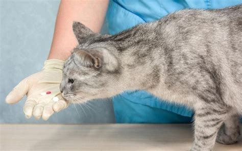Only your vet will be able to tell you the correct dosage for your cat. Benadryl For Cats - I Love Veterinary