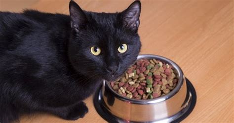 When your cat turns up its nose at its food, it's not always typical cat behavior. Today's Pet : 8 Things to Try When Your Cat Won't Eat