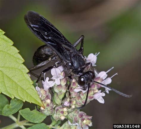 Great Black Wasp Sphex Pensylvanicus