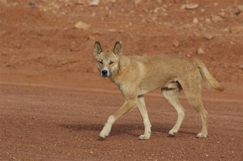 Frontiers The Human Initiated Model Of Wolf Domestication An