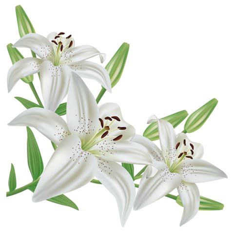 Lilium Png Transparent Image Download Size 600x599px