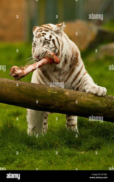 White Tiger Panthera Tigris Tigris Eating Meat On Tree Stock Photo