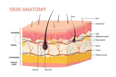 Structure Of The Skin Download Scientific Diagram
